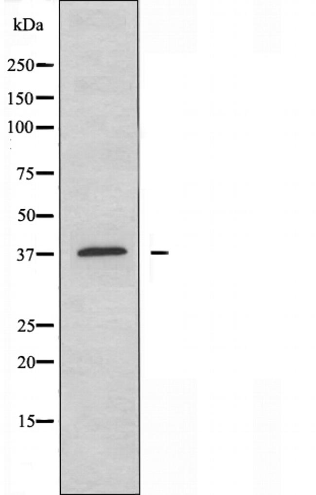 FKBPL Antibody in Western Blot (WB)