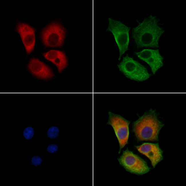 GABARAPL1 Antibody in Immunocytochemistry (ICC/IF)