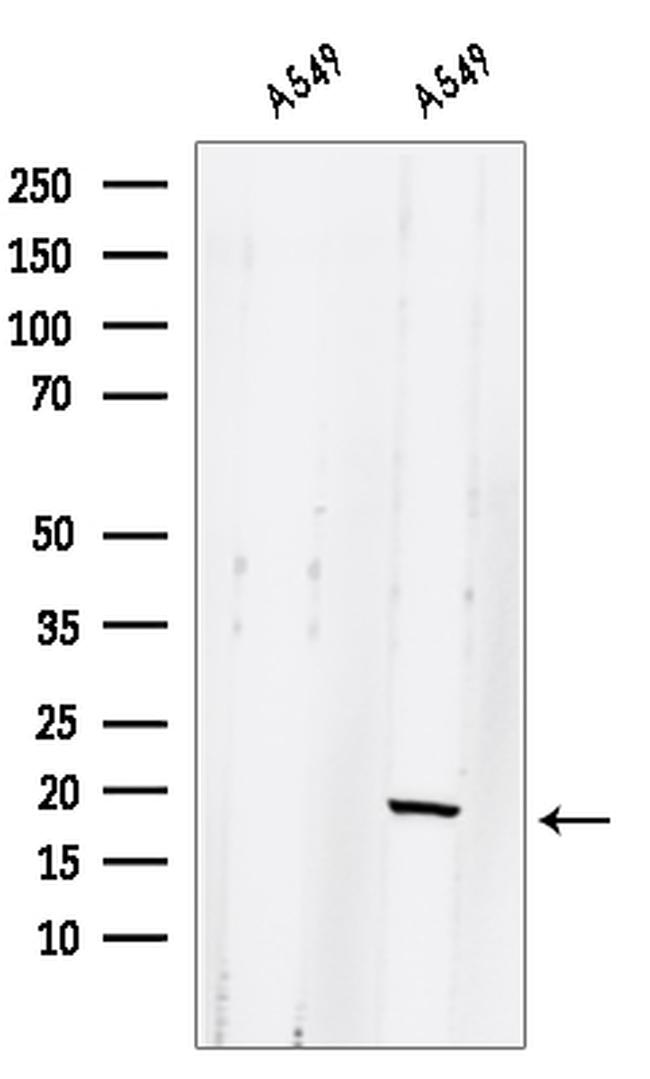 GLRX2 Antibody in Western Blot (WB)