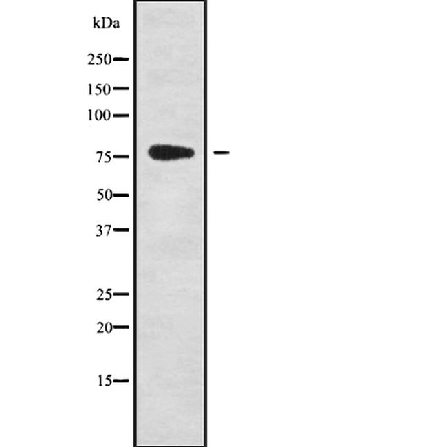 GPSM2 Antibody in Western Blot (WB)