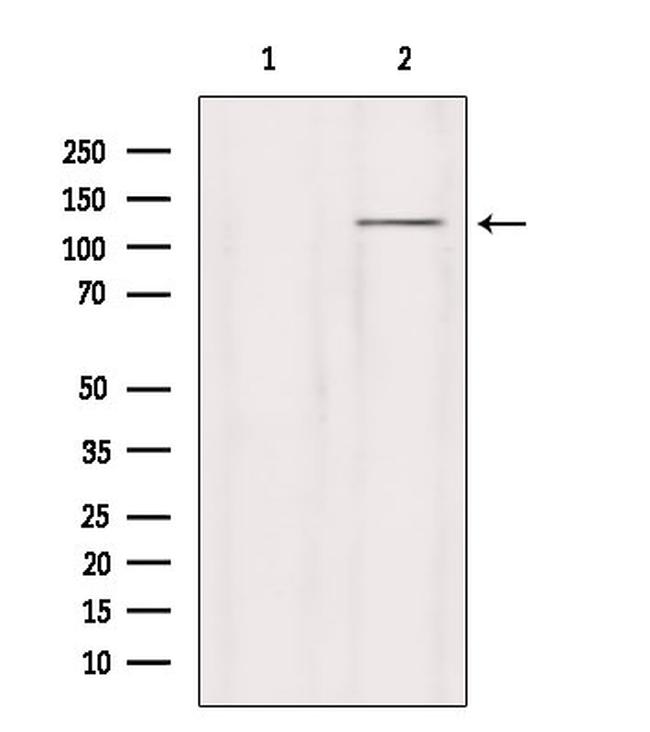 GRID2 Antibody in Western Blot (WB)