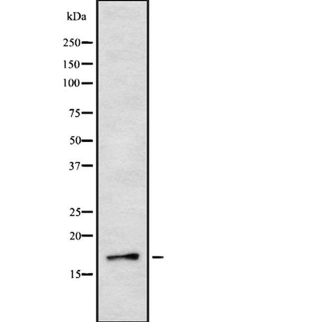 IL-3 Antibody in Western Blot (WB)