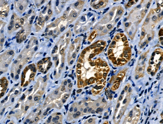 IL-4 Antibody in Immunohistochemistry (Paraffin) (IHC (P))