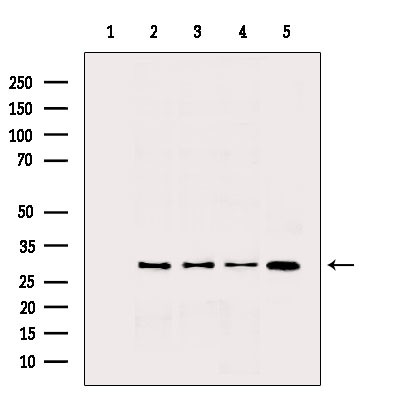 IL-4 Antibody in Western Blot (WB)