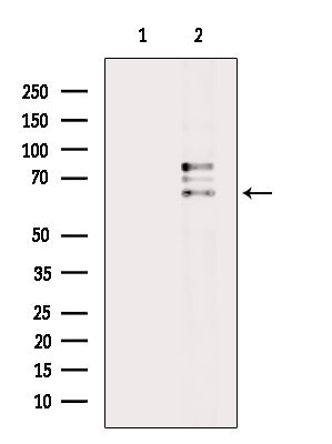 IL1RL2 Antibody in Western Blot (WB)