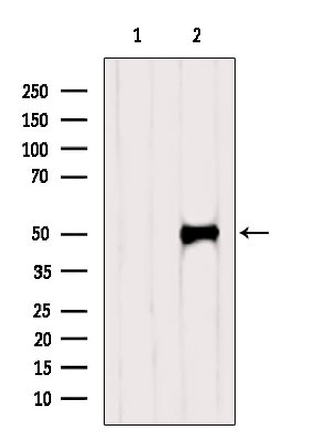 IRF1 Antibody in Western Blot (WB)