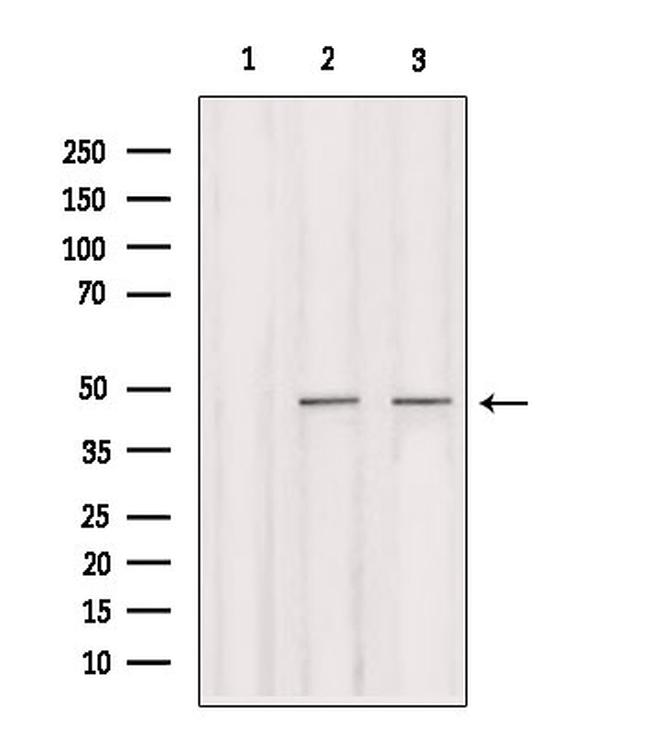 IRF2 Antibody in Western Blot (WB)