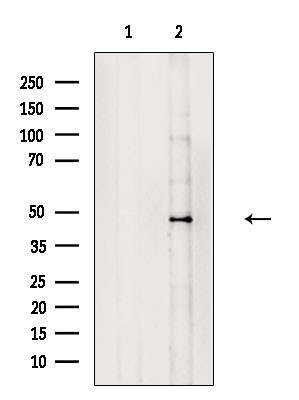 LIS1 Antibody in Western Blot (WB)