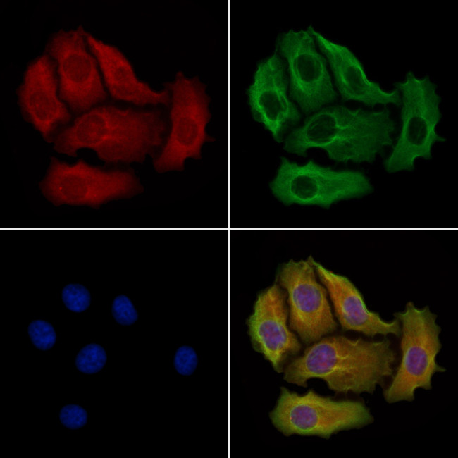 MPP1 Antibody in Immunocytochemistry (ICC/IF)