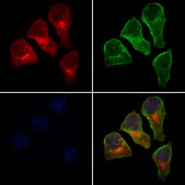 MRPS15 Antibody in Immunocytochemistry (ICC/IF)