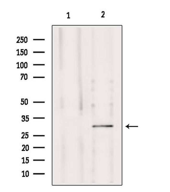 MRPS15 Antibody in Western Blot (WB)