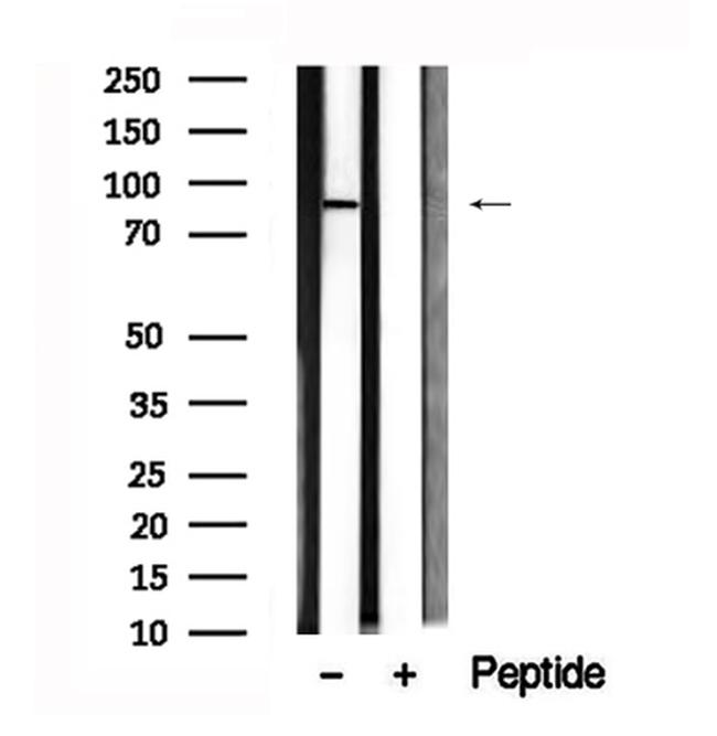 MSK2 Antibody in Western Blot (WB)