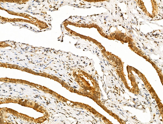 NANOS3 Antibody in Immunohistochemistry (Paraffin) (IHC (P))