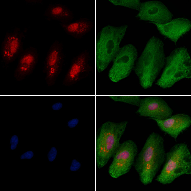 NCKIPSD Antibody in Immunocytochemistry (ICC/IF)