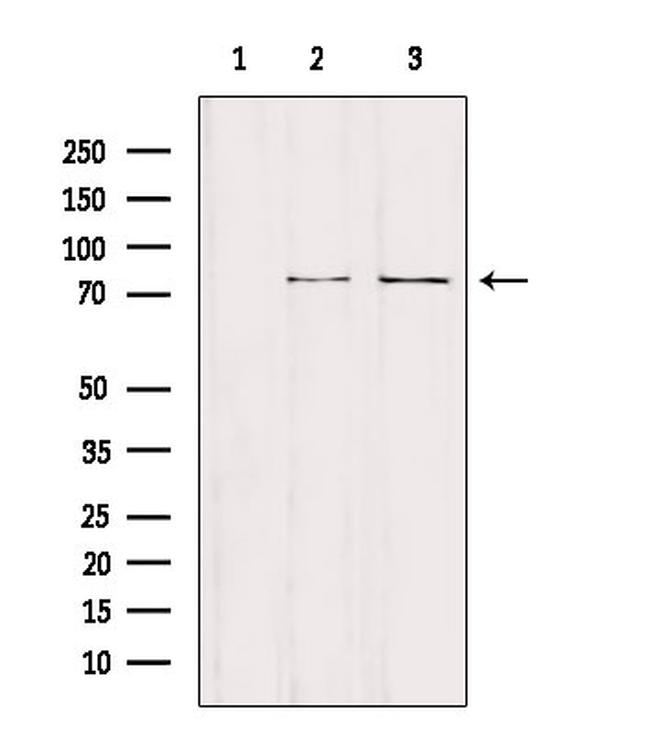 NCKIPSD Antibody in Western Blot (WB)