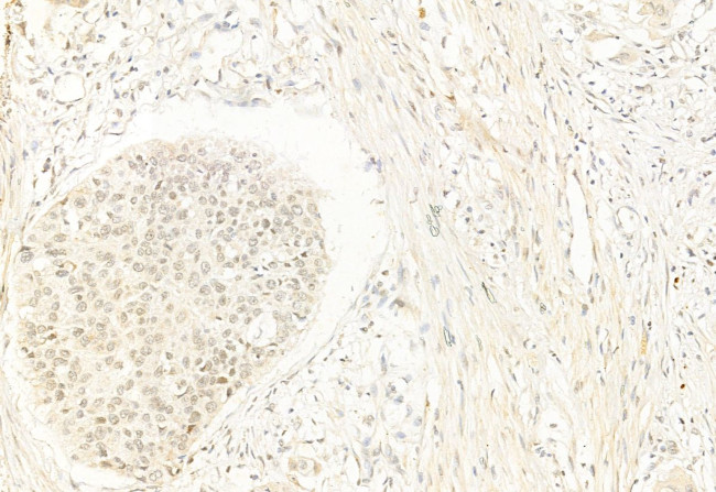 NCOA4 Antibody in Immunohistochemistry (Paraffin) (IHC (P))