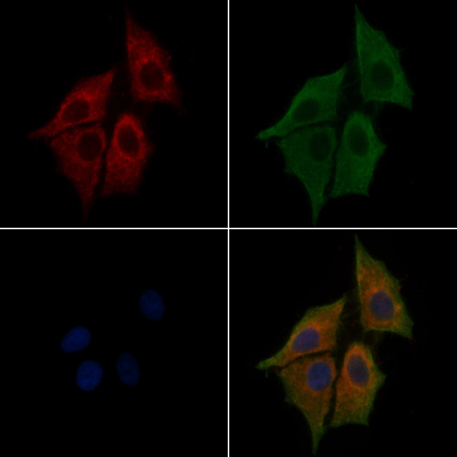 NLRP3 Antibody in Immunocytochemistry (ICC/IF)