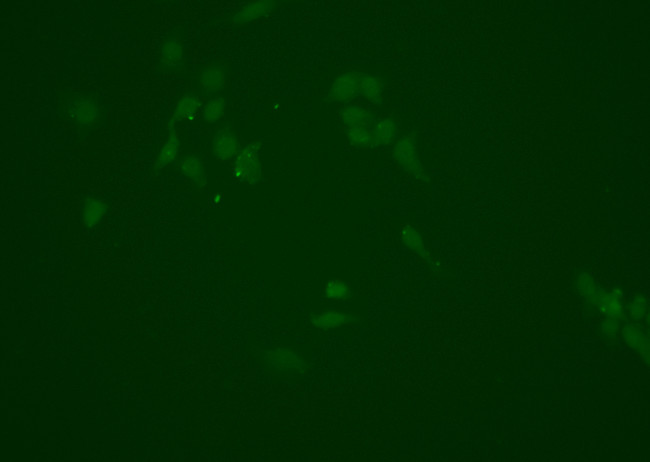 NQO1 Antibody in Immunocytochemistry (ICC/IF)