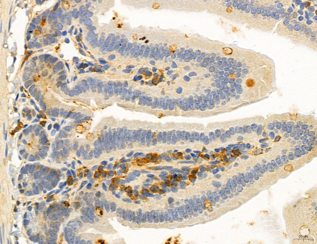 OSBP Antibody in Immunohistochemistry (Paraffin) (IHC (P))