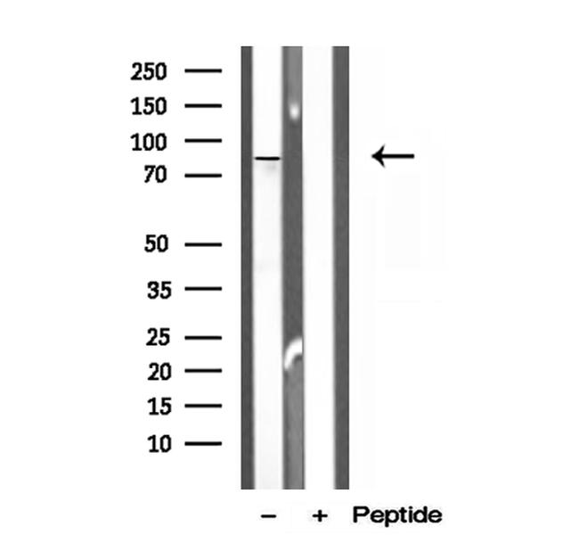 OSBP Antibody in Western Blot (WB)