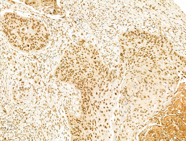 SCXA Antibody in Immunohistochemistry (Paraffin) (IHC (P))