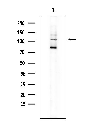 SEMA4B Antibody in Western Blot (WB)