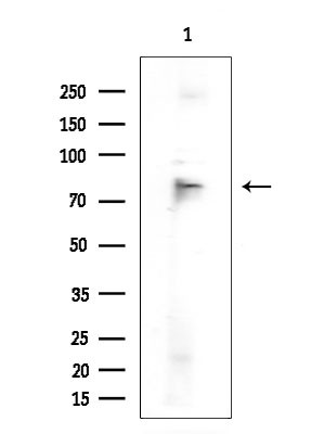 SMURF2 Antibody in Western Blot (WB)