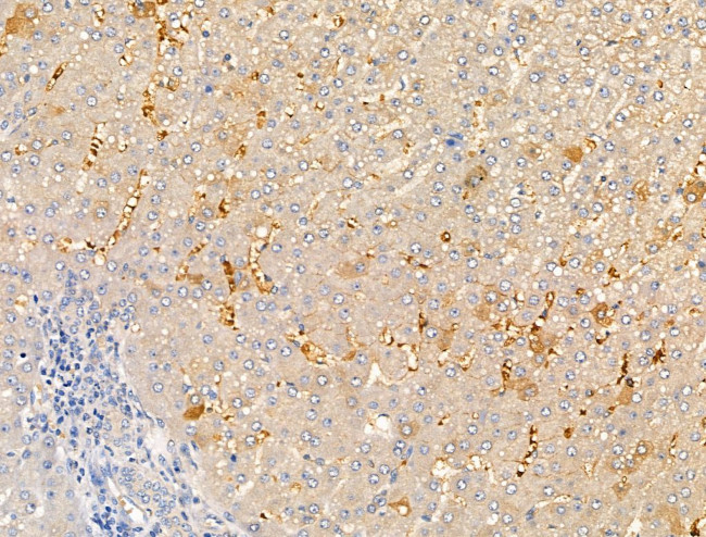 STATH Antibody in Immunohistochemistry (Paraffin) (IHC (P))