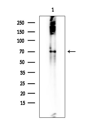 SPAK Antibody in Western Blot (WB)