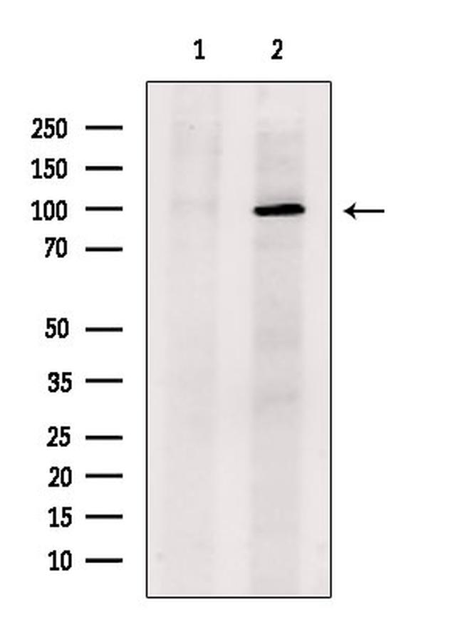 SULF2 Antibody in Western Blot (WB)