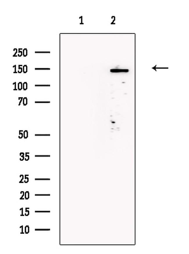 TNN Antibody in Western Blot (WB)