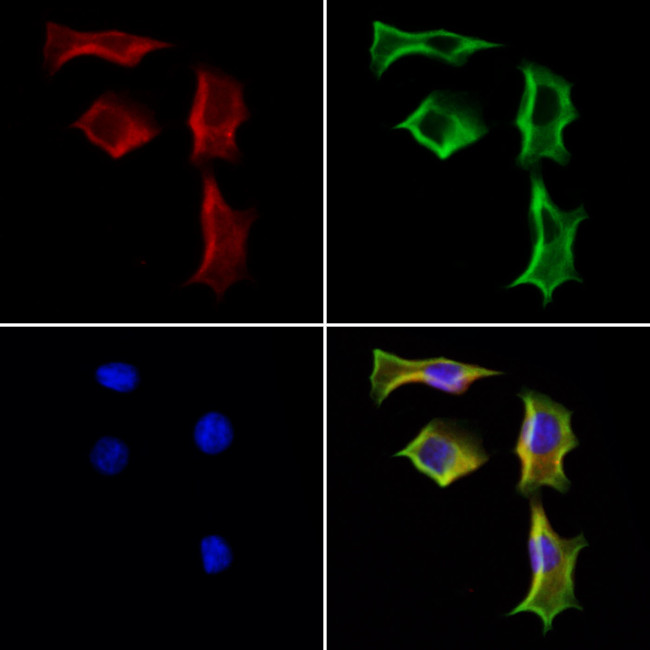 STING Antibody in Immunocytochemistry (ICC/IF)