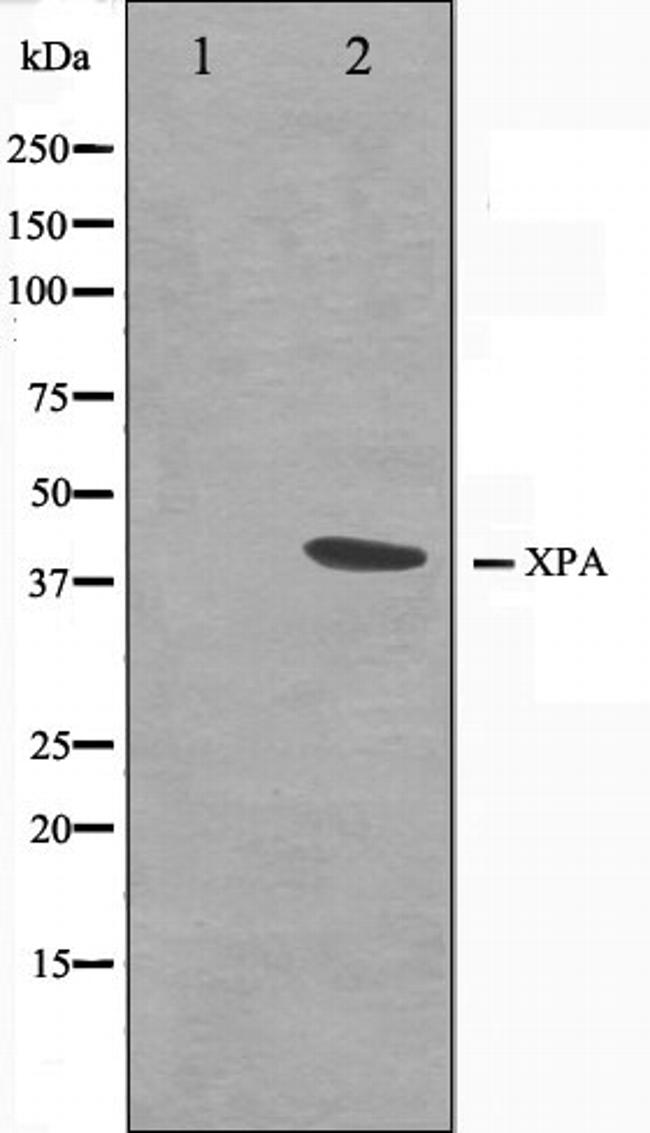 XPA Antibody in Western Blot (WB)