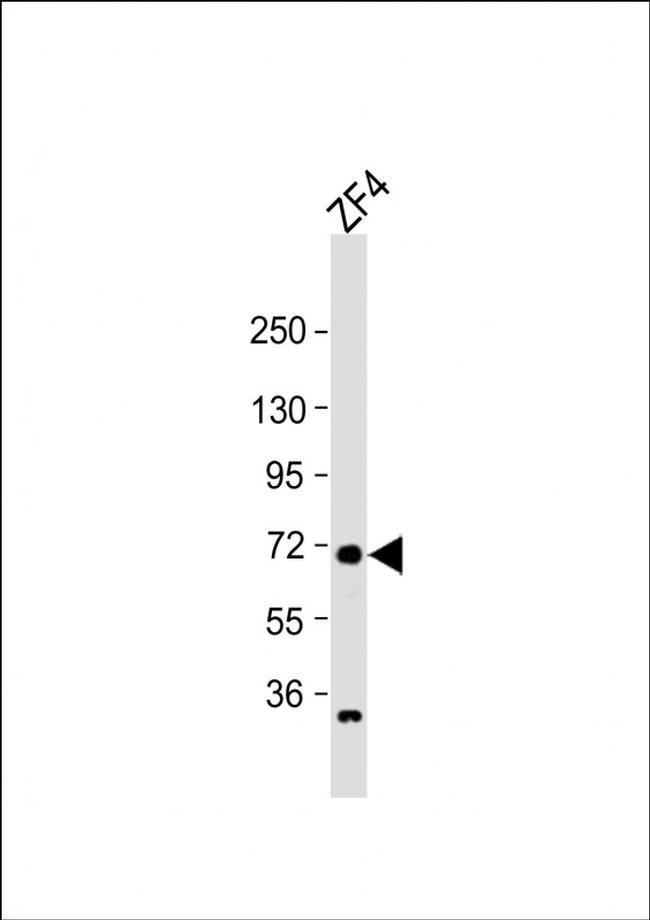 RAB11FIP4A Antibody in Western Blot (WB)