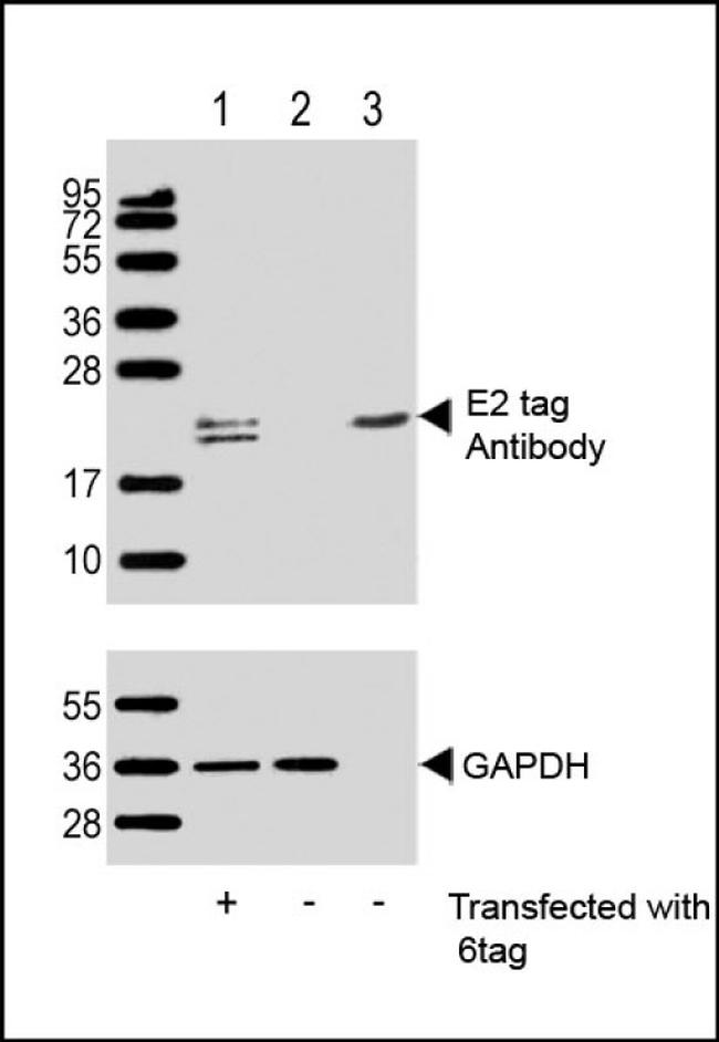 E2 tag Antibody in Western Blot (WB)