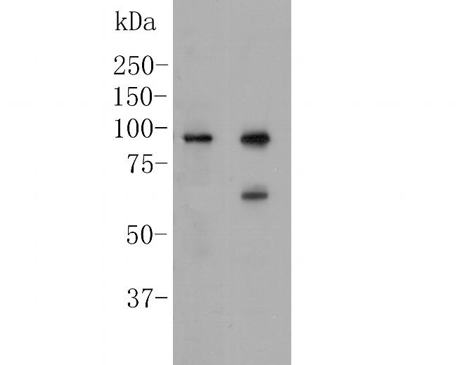 delta Catenin Antibody in Western Blot (WB)