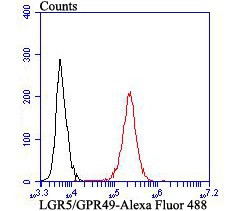 LGR5 Antibody in Flow Cytometry (Flow)