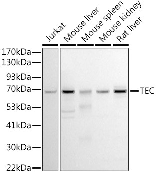 TEC Antibody in Western Blot (WB)