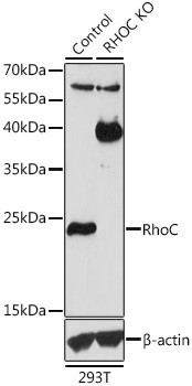 RhoC Antibody in Western Blot (WB)