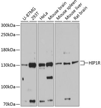 HIP1R Antibody in Western Blot (WB)