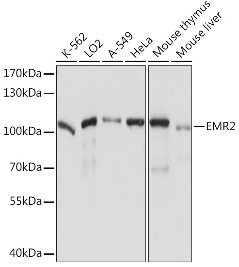 EMR2 Antibody in Western Blot (WB)