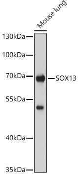 SOX13 Antibody in Western Blot (WB)