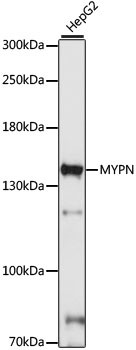 MYPN Antibody in Western Blot (WB)