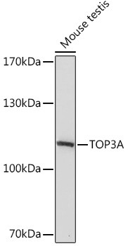 TOP3A Antibody in Western Blot (WB)