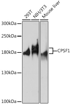 CPSF1 Antibody in Western Blot (WB)