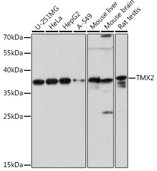 TMX2 Antibody in Western Blot (WB)