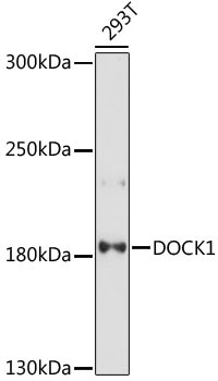 DOCK1 Antibody in Western Blot (WB)