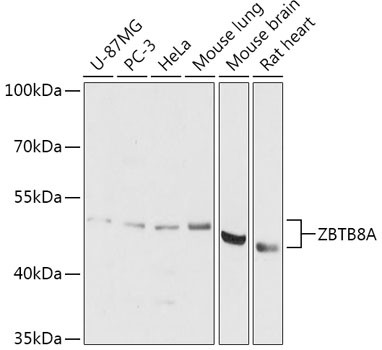 ZBTB8A Antibody in Western Blot (WB)