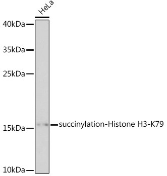 Succinyl-Histone H3 (Lys79) Antibody in Western Blot (WB)