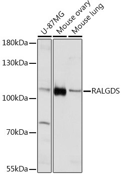 RALGDS Antibody in Western Blot (WB)